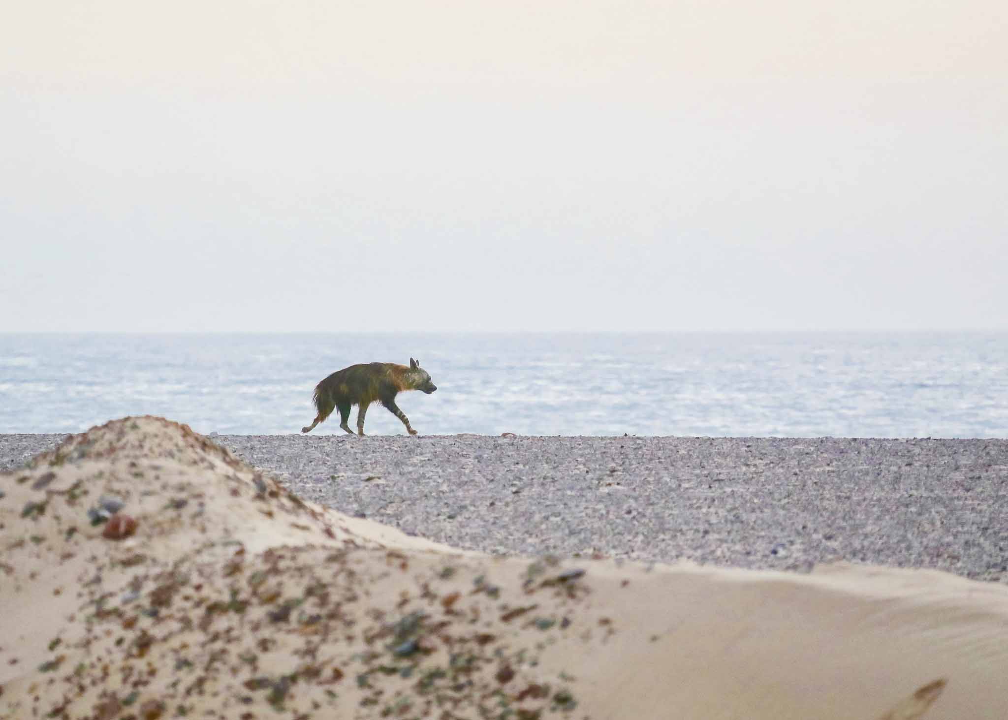 Sandwich Harbour Tours - Strandwolf Sandwich Harbour Tours - Strandwolf