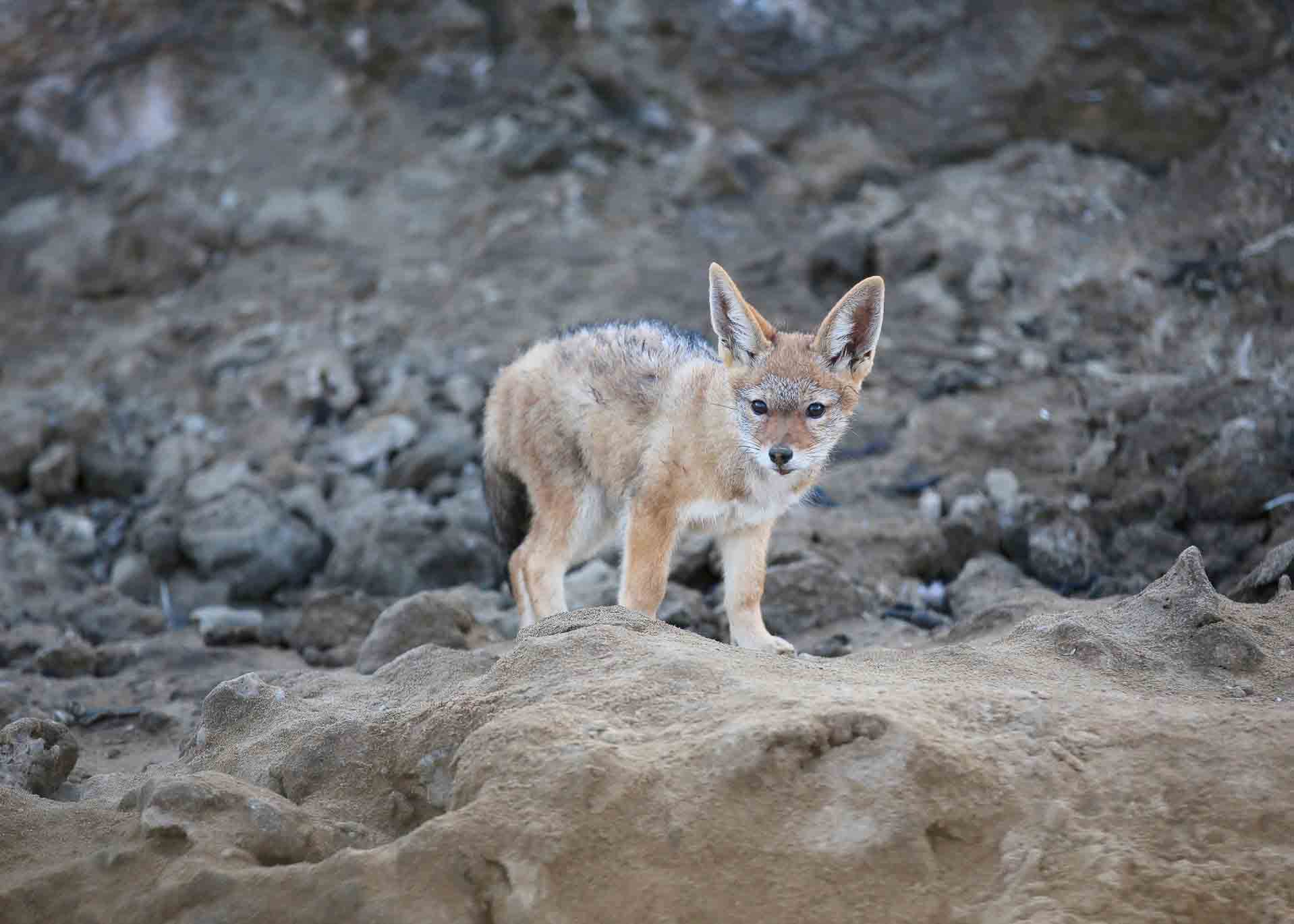 Sandwich Harbour Tours - Jackal Sandwich Harbour Tours - Jackal