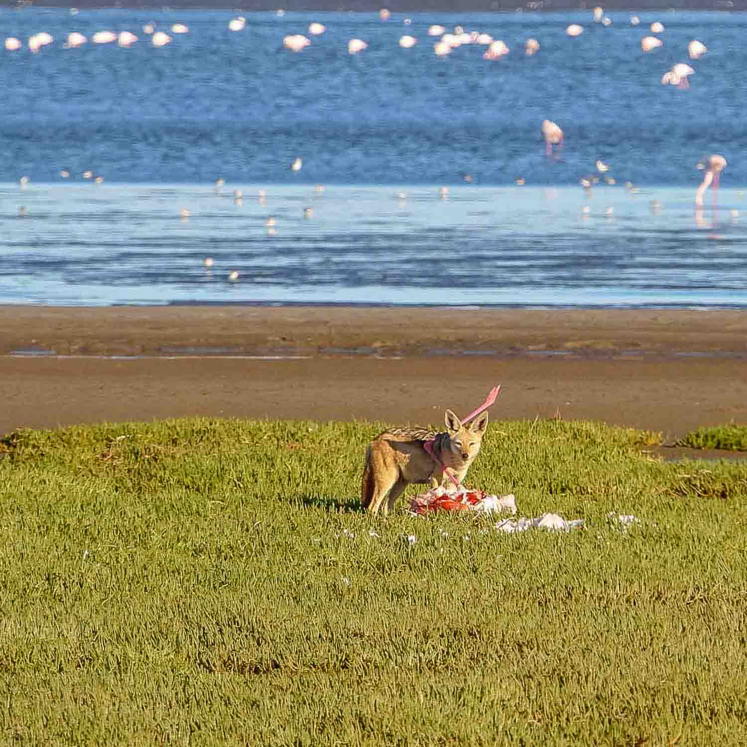 Sandwich Harbour Tours - Half-Day Tours
