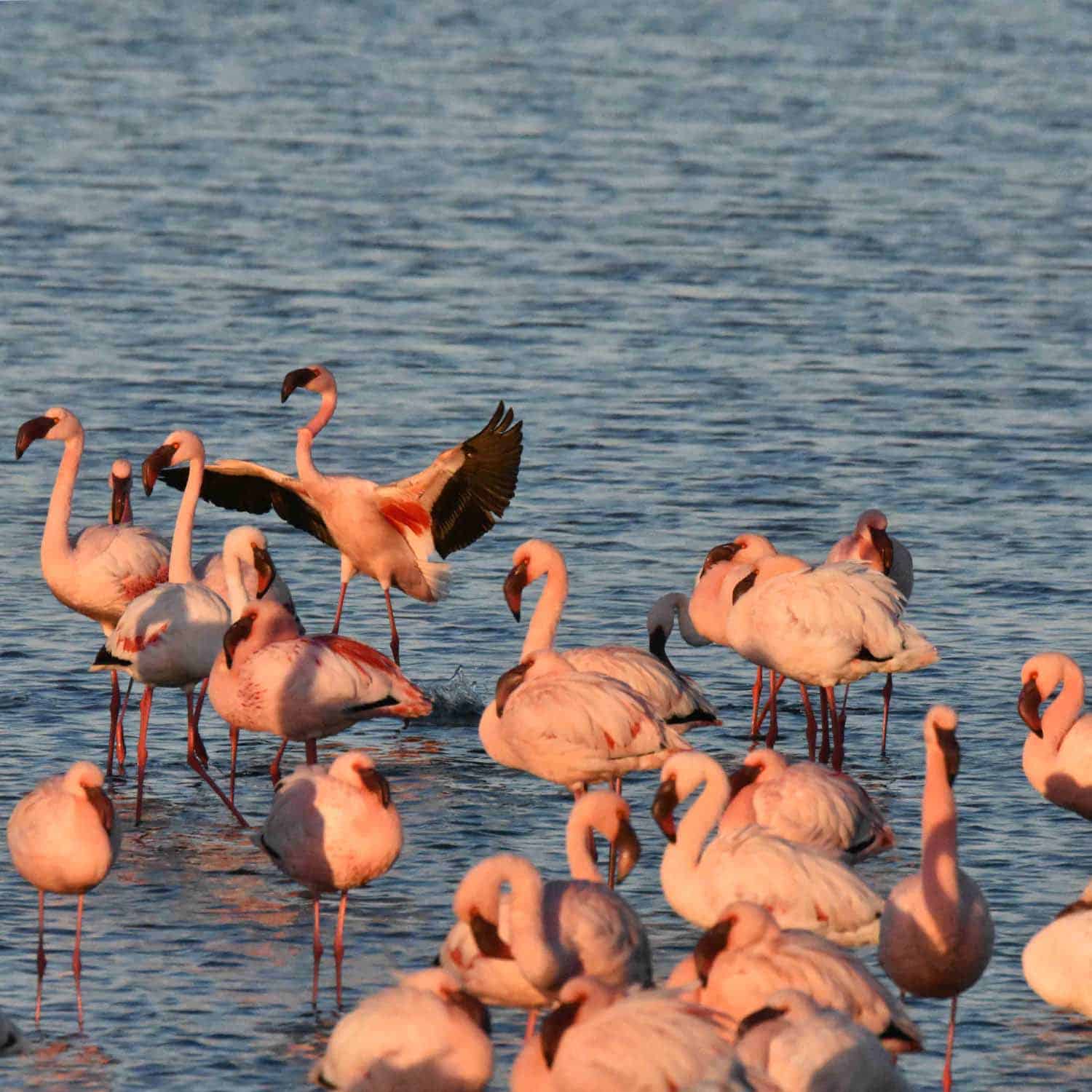 Sandwich Harbour Tours - Half-Day Tours