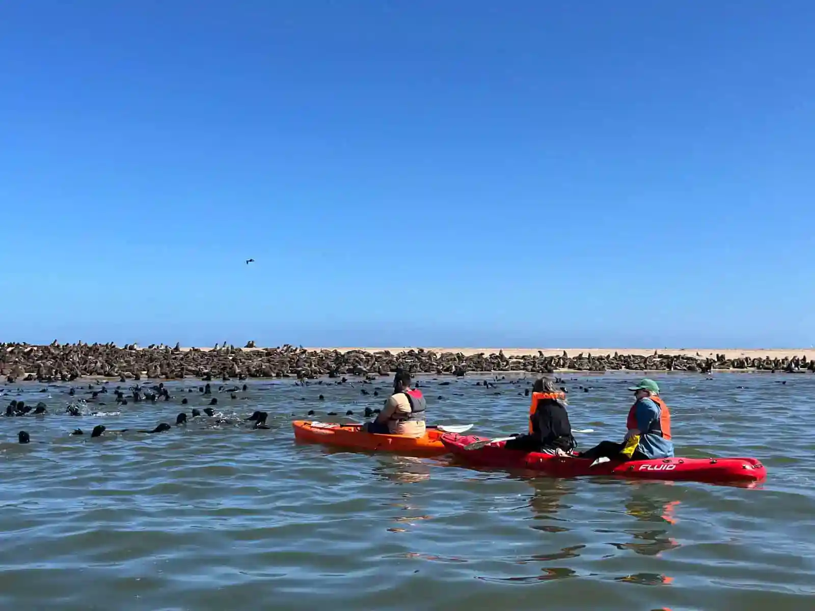 Seal Kayaking at Pelican Point Seal Kayaking at Pelican Point