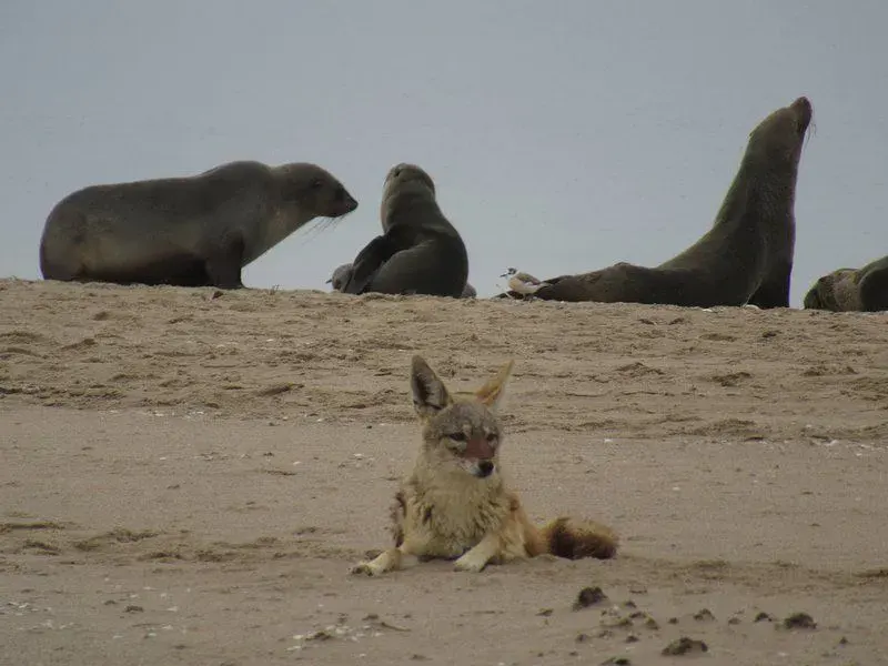 Skeleton Coast Cape Cross Seal Colony Tour Skeleton Coast Cape Cross Seal Colony Tour