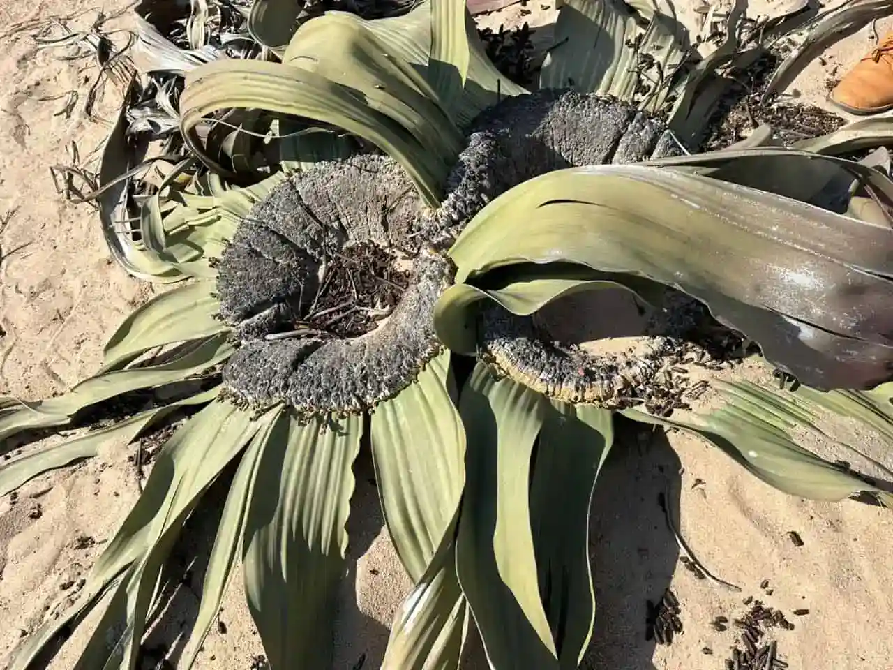 Welwitschia Moonlandscape Tour Welwitschia Moonlandscape Tour
