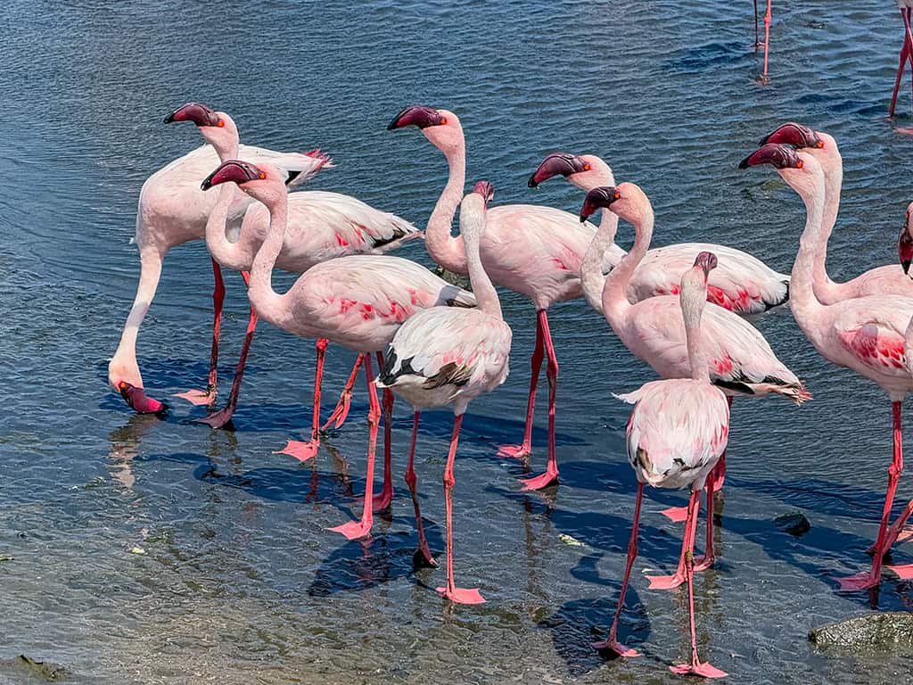 Sandwich Harbour Flamingos Sandwich Harbour Flamingos